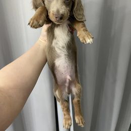 Dachshund Puppies from Dreaming of Dachshunds