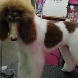 Ava - Poodle