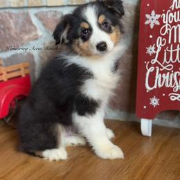 BTM5 - Black tri-color male Australian Shepherd puppy in Chehalis, Washington from Wandering Acres Ranch