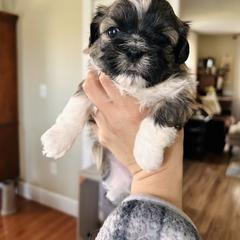 Minnie - Brown female Shichon puppy in Pennsylvania from Manor Hills Shih Tzus