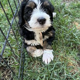 Bernedoodle Puppies from California Mountain Doodles