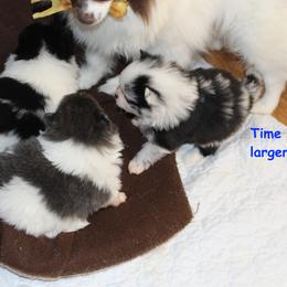 This little one is named Koda - Blue merle male Pomeranian puppy in Dillon, Montana from Medicine Lodge Poms LLC