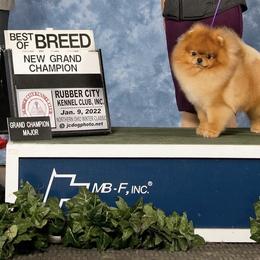 Mateo - Pomeranian