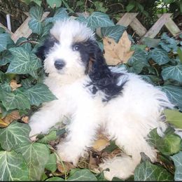 Oliver - Red male Cockapoo puppy in Connersville, Indiana from MoonShine Babies