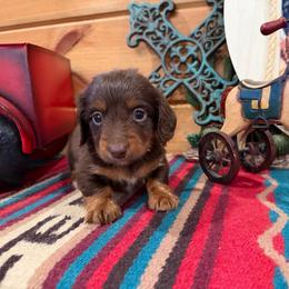 Longhair male - Chocolate male Dachshund puppy in Pleasant Plains, Arkansas from JGBs Silver Spur Dachshunds
