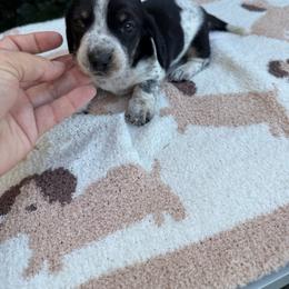 Piebald shorthair male - Piebald male Dachshund puppy in California from Sweetheart Labradors & Mini Dachshunds