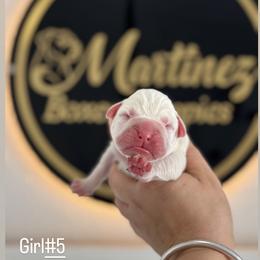 Girl5 - White female Boxer puppy in Orlando, Florida from Martinez AKC Boxers of Central Florida