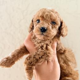 Pebbles - female Goldendoodle puppy in Daytona Beach, Florida from Beach Doodles