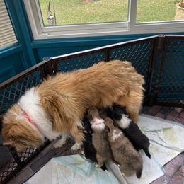 Buffy - Collie