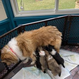 Buffy - Collie