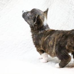 American Corgi, Cardigan Welsh Corgi, and Pembroke Welsh Corgi Puppies from Diamond Corgis