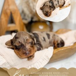 Bean - Merle male Goldendoodle puppy in Ooltewah, Tennessee from Allison Family Doodles