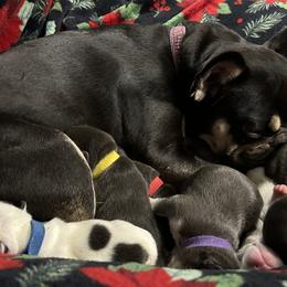 French Bulldogs from Jenny Lorton