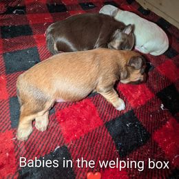 Havanese Puppies from LaBeouf Havanese’s