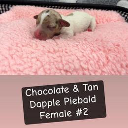 Female 2 - Dapple female Dachshund puppy in Scottdale, Pennsylvania from Our Sweet Dachshund Farm
