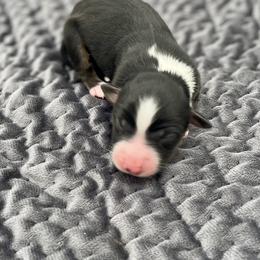Cresseida - Black tri female Miniature American Shepherd puppy in Damascus, Oregon from Rebel Soul Minis