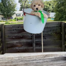 Boy 1 - Apricot male Maltipoo puppy in Cottondale, Florida from Pat’s precious puppies