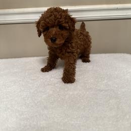 Ivy (Purple Collar) - Red  female Poodle puppy in Auburn, Alabama from Coasta J’s Poodles LLC