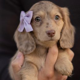 Girl 2 - Dapple female Dachshund puppy in Memphis, Tennessee from Lone River Dachshunds
