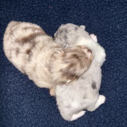 Pomeranian puppies from 918 Pomeranians