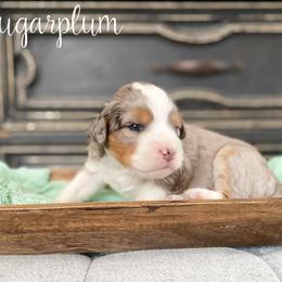 Sugarplum - Blue merle female Bernedoodle puppy in Henry, Illinois from Rowe Farms Doodles