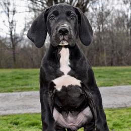 Penelope - Black and white female Great Dane puppy in Chapmansboro, Tennessee from Balthrop Bend Farms