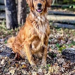Bree - Golden Retriever