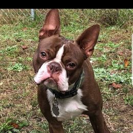 Boston Terrier Puppies from Lance Boston Terriers
