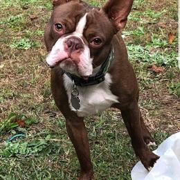 Boston Terrier Puppies from Lance Boston Terriers