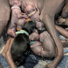 Xoloitzcuintli puppies from Junkyard Xolos