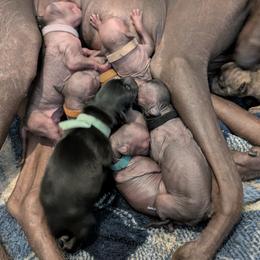 Xoloitzcuintli puppies from Junkyard Xolos