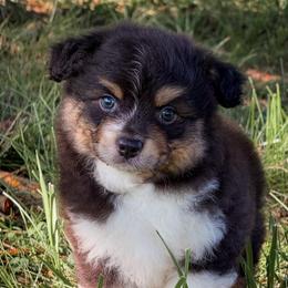 Boomer - Blue merle male Miniature American Shepherd puppy in Leitchfield, Kentucky from Legendmaker MAS