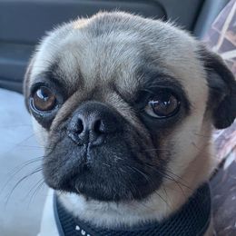 Pugs from Jonas Pug Cartel