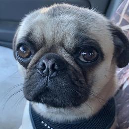Pugs from Jonas Pug Cartel