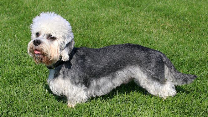 Dandie Dinmont Terrier