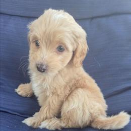 Wicket - Cream male Aussiedoodle puppy in Cumberland, Rhode Island from W Doodle Crew