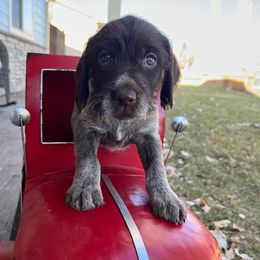 Chapel - Brown and gray Wirehaired Pointing Griffon puppy in Douglas, Wyoming from Complete Game Griffs