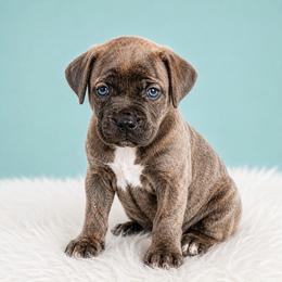 Copper - Gray brindle female Cane Corso puppy in Haslet, Texas from Trained To Go Corso Kennels (T.T.G. Corso Kennels)