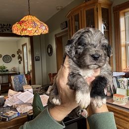 Bobby - Blue merle male Toy Australian Shepherd puppy in La Grande, Oregon from Larsen's Toy Aussies