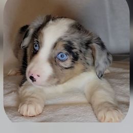 McGonagall - Blue merle female Miniature Australian Shepherd puppy in Sunbury, Pennsylvania from Elemental Mini Aussies