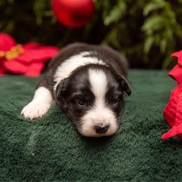 Dahlia - Black tri-color female Australian Shepherd puppy in Lacombe, Louisiana from Indigo River Toy & Mini Aussies