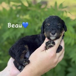 Beau - Black phantom male Aussiedoodle puppy in Lancaster, Minnesota from Finney Ranch