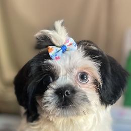 Shih Tzus from CHATEAU SHIH TZU KENNELS
