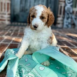 Mint (Dior) - Parti female Goldendoodle puppy in Celina, Texas from Kennedy Doodles