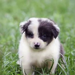 Border Collie Puppies from Tega Border Collies