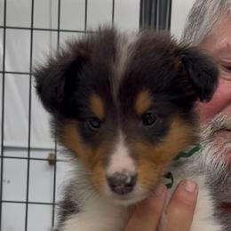 Dk green collar girl - Black white and tan female Collie puppy in Lonoke, Arkansas from Colley Collies