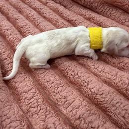 Cream Piebald LH 4000 Yellow - Piebald male Dachshund puppy in Fenton, Michigan from Always Darling Dachshunds