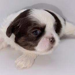 Chocolate Dobie Parti Boy - Liver and white male Shih Tzu puppy in Albany, New York from Precious Shihpoo’s and Luxurious Shih Tzu’s