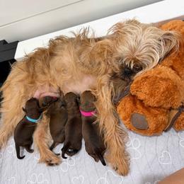 Ethel - Belge female Brussels Griffon puppy in Hilton Head Island, South Carolina from Andria Satero
