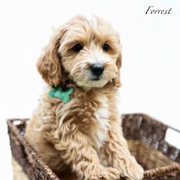 Forrest - Red  male Goldendoodle puppy in Boise, Idaho from Goldendoodle Baby